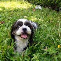 Ameetess Dira profile icon