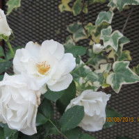 Nas Songs profile icon