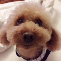 chew peng ang profile icon