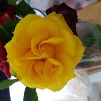 Stephanie Eng profile icon