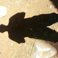 Francis Fernandez profile icon