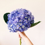 Anne Yeo profile icon