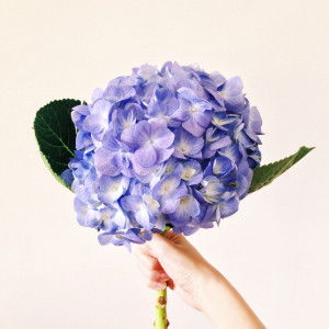 Anne Yeo profile icon