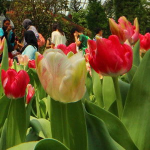 Jasline Tay profile icon