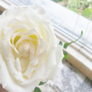 Reni Bolante profile icon