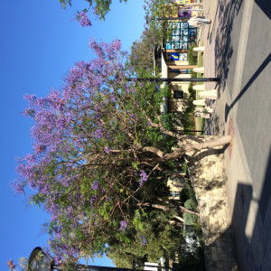 Mingli Chen profile icon