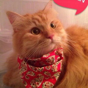 MeawJeep Indrapakorn profile icon