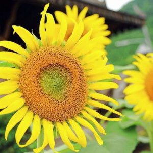 My Molody profile icon