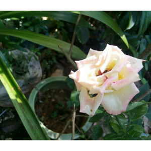 Bea Francis profile icon