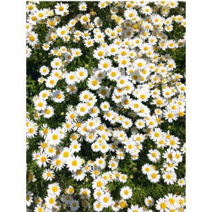 Chulita profile icon