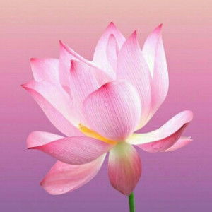 Sroikanda K Kaew profile icon