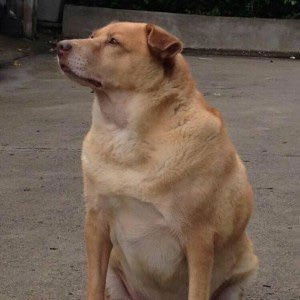 Nicha Nicha profile icon