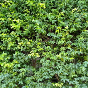 Miemorstorry Oo profile icon