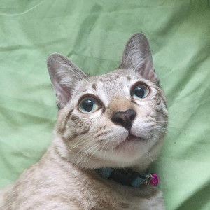 Boonrasri Pukprajob profile icon