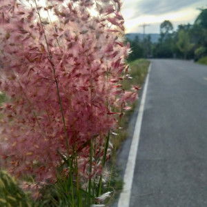 นุรอันนี อุสนุน profile icon