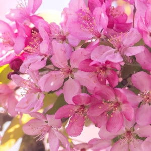 Desi Septiastuti profile icon