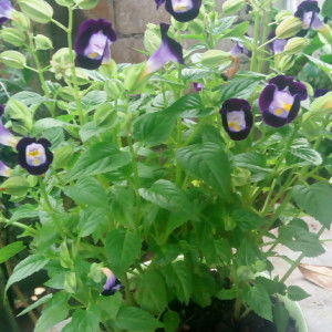 MomshieG4P2 profile icon