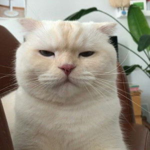 lil munchies profile icon