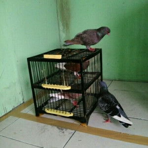 Nugrah Shang profile icon