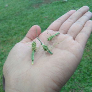 Ayesa Nangcas profile icon