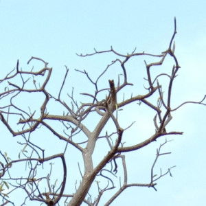 dina naseha profile icon