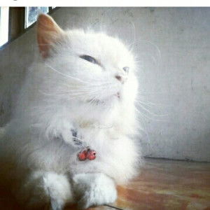 Ahwarul Hawashil profile icon