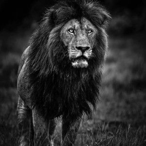 Harris Irawan profile icon