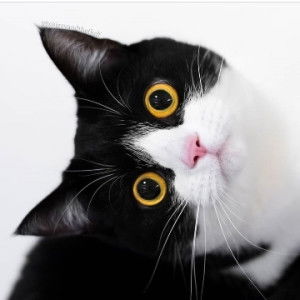 Novianto Dwi Cour profile icon