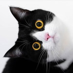 Novianto Dwi Cour profile icon