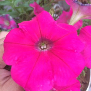 Asta Febrianda profile icon