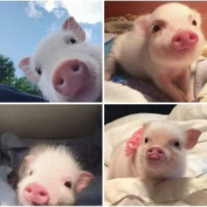 แม่หมู profile icon