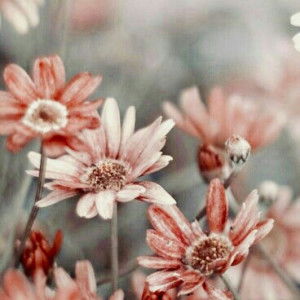 mrsprayogo profile icon