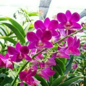 Endang rosiati profile icon