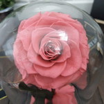 Lov1nn4t profile icon