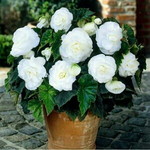 Rahma Virgo profile icon