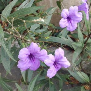 แม่มือใหม่ profile icon