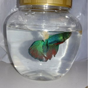 Mayang Aulia profile icon