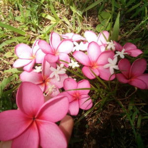 Rahma Arie profile icon