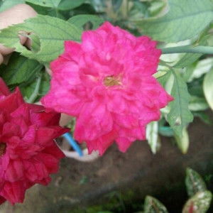 Hanna Seinaru profile icon