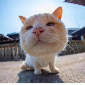 chalita1234 profile icon