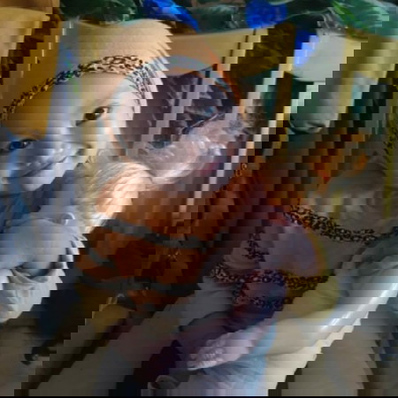 momen pertama aisha semangat dipakaikan jilbab..