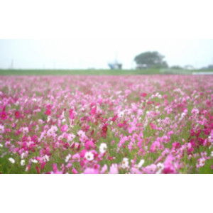 กัญญารัตน์ เชี่ยวชาญ profile icon