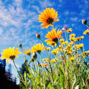 crystal profile icon