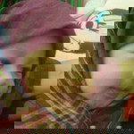 Hana Yasmin profile icon