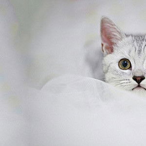 กิมจู profile icon