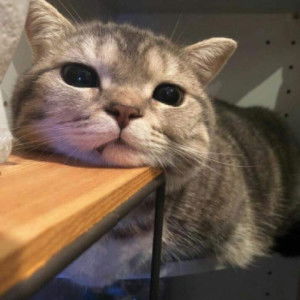 คุณแม่ป้ายแดง? profile icon