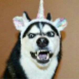 lolli polly profile icon