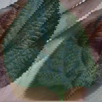 obat maag alami saat hamil