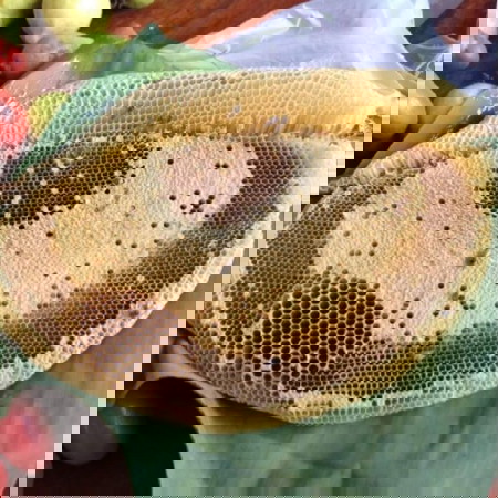 รังผึ้งสด