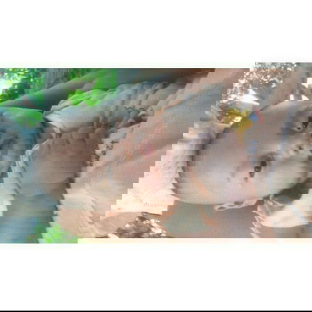 หัดนอนเอง